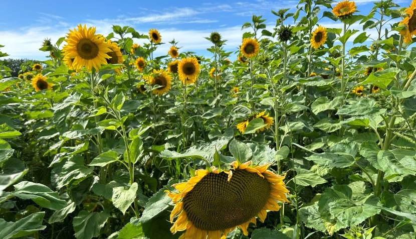 Sunflowers